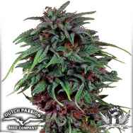 Dutch Passion Seeds Durban Poison